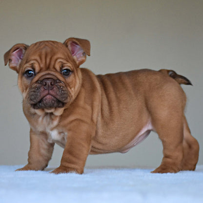 HAZEL (Girl) - WB English Bulldogs