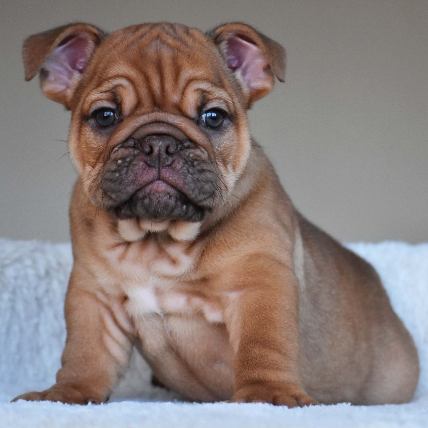 HAZEL (Girl) - WB English Bulldogs