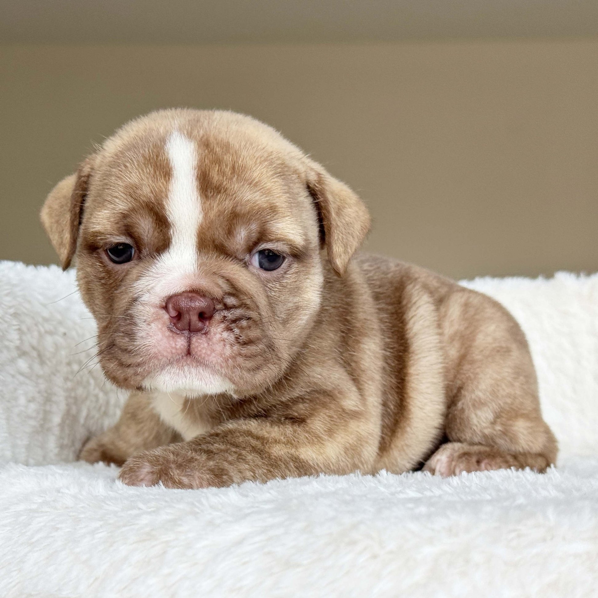 HAZEL (Girl) - WB English Bulldogs
