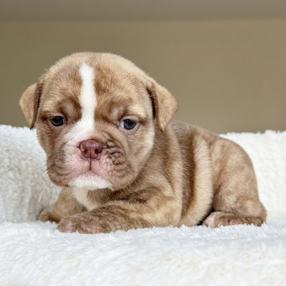 HAZEL (Girl) - WB English Bulldogs