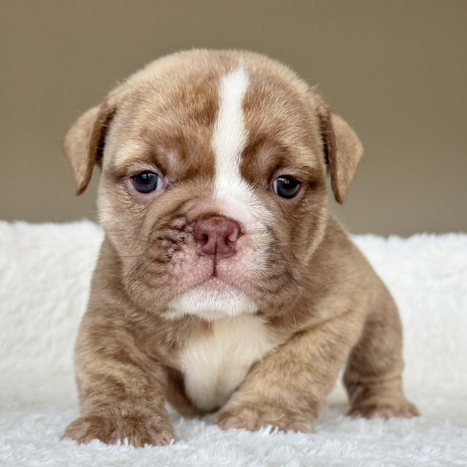 HAZEL (Girl) - WB English Bulldogs