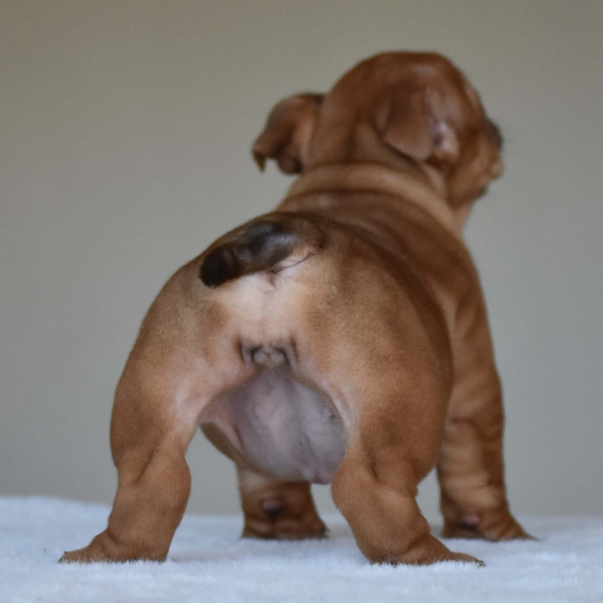 HAZEL (Girl) - WB English Bulldogs