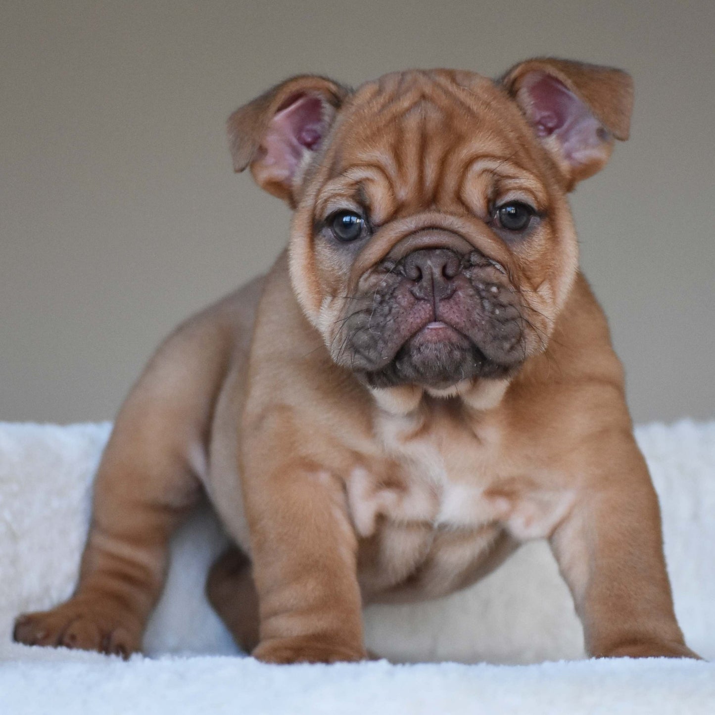 HAZEL (Girl) - WB English Bulldogs