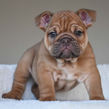 HAZEL (Girl) - WB English Bulldogs