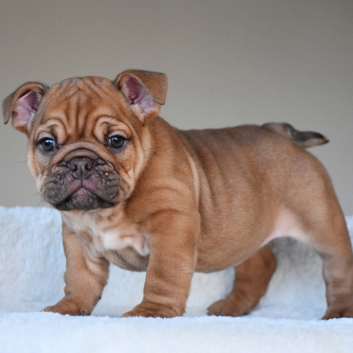 HAZEL (Girl) - WB English Bulldogs