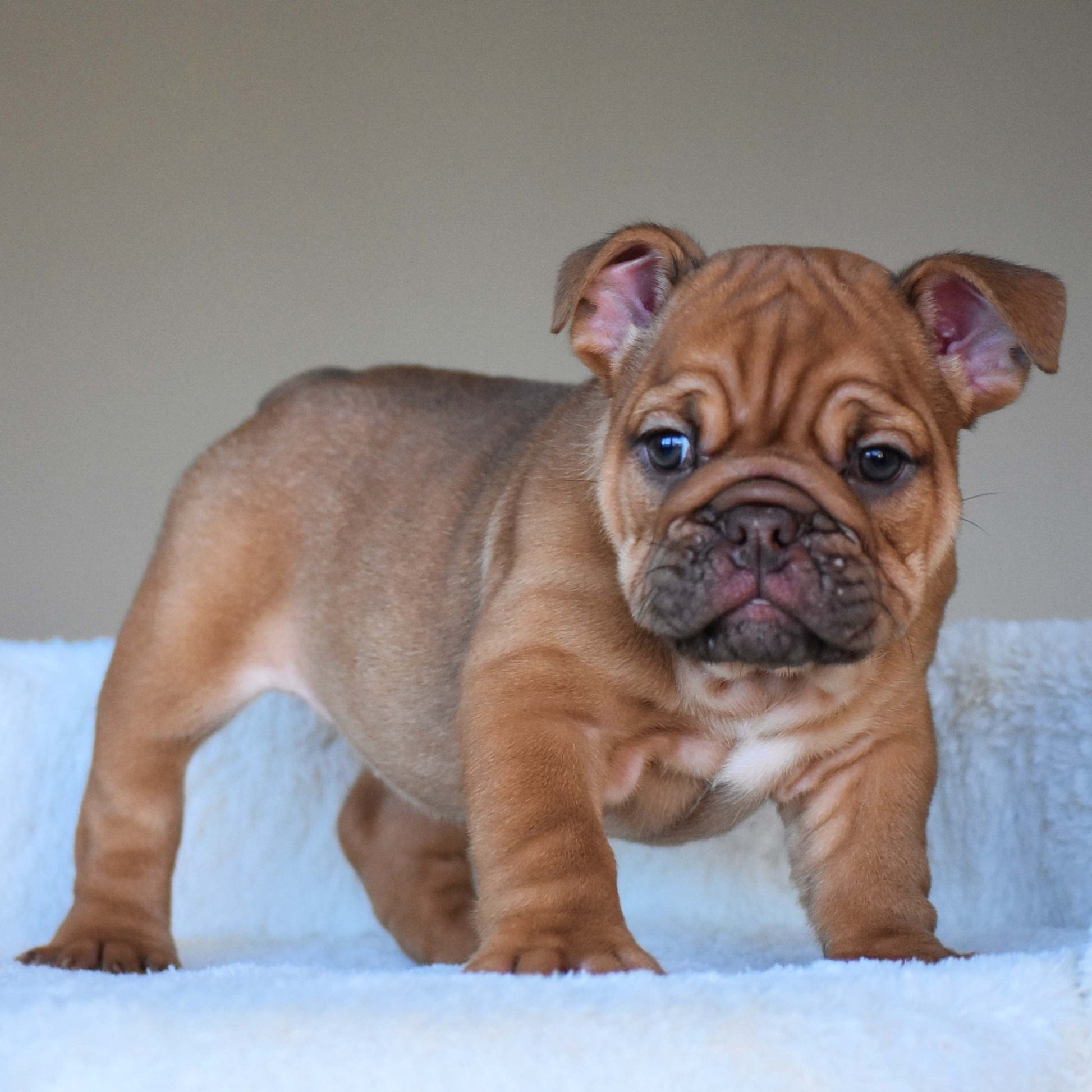 HAZEL (Girl) - WB English Bulldogs