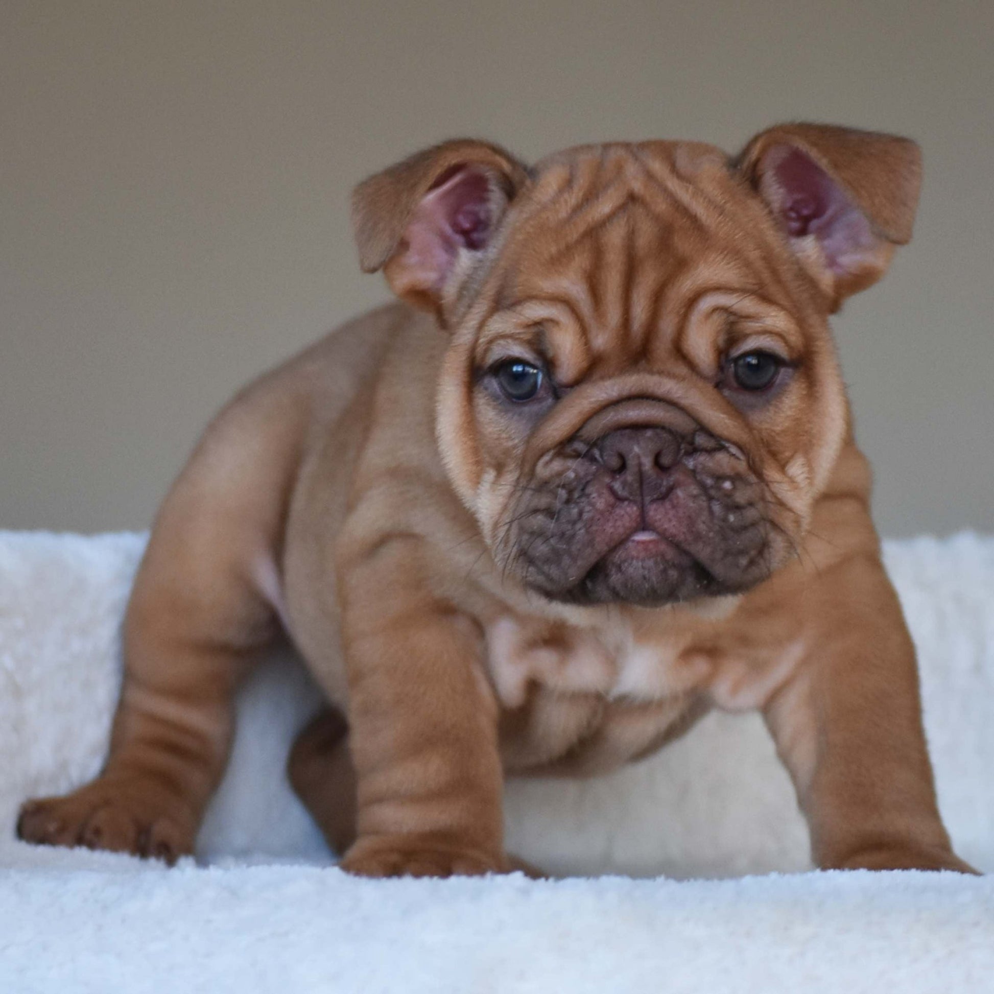 HAZEL (Girl) - WB English Bulldogs