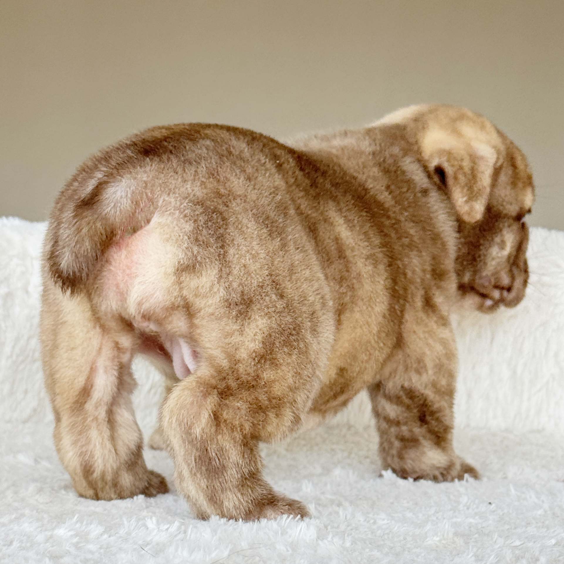 HAZEL (Girl) - WB English Bulldogs