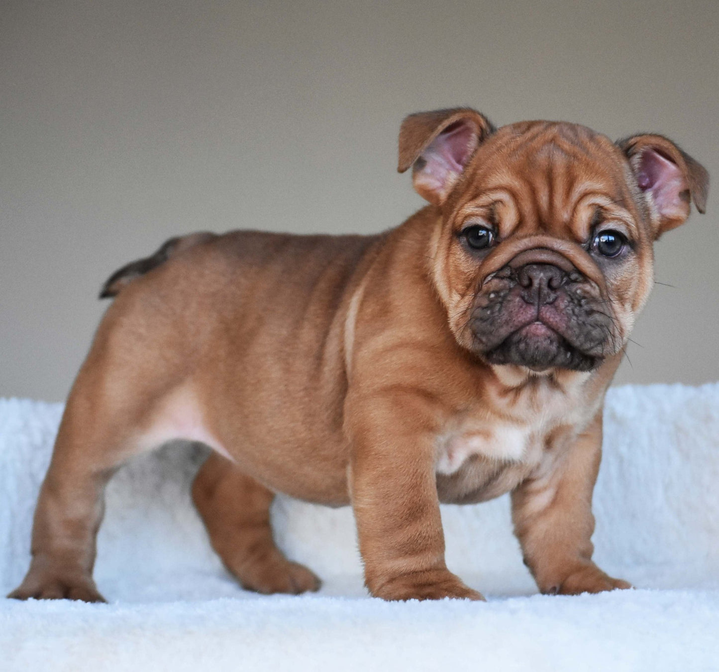 HAZEL (Girl) - WB English Bulldogs