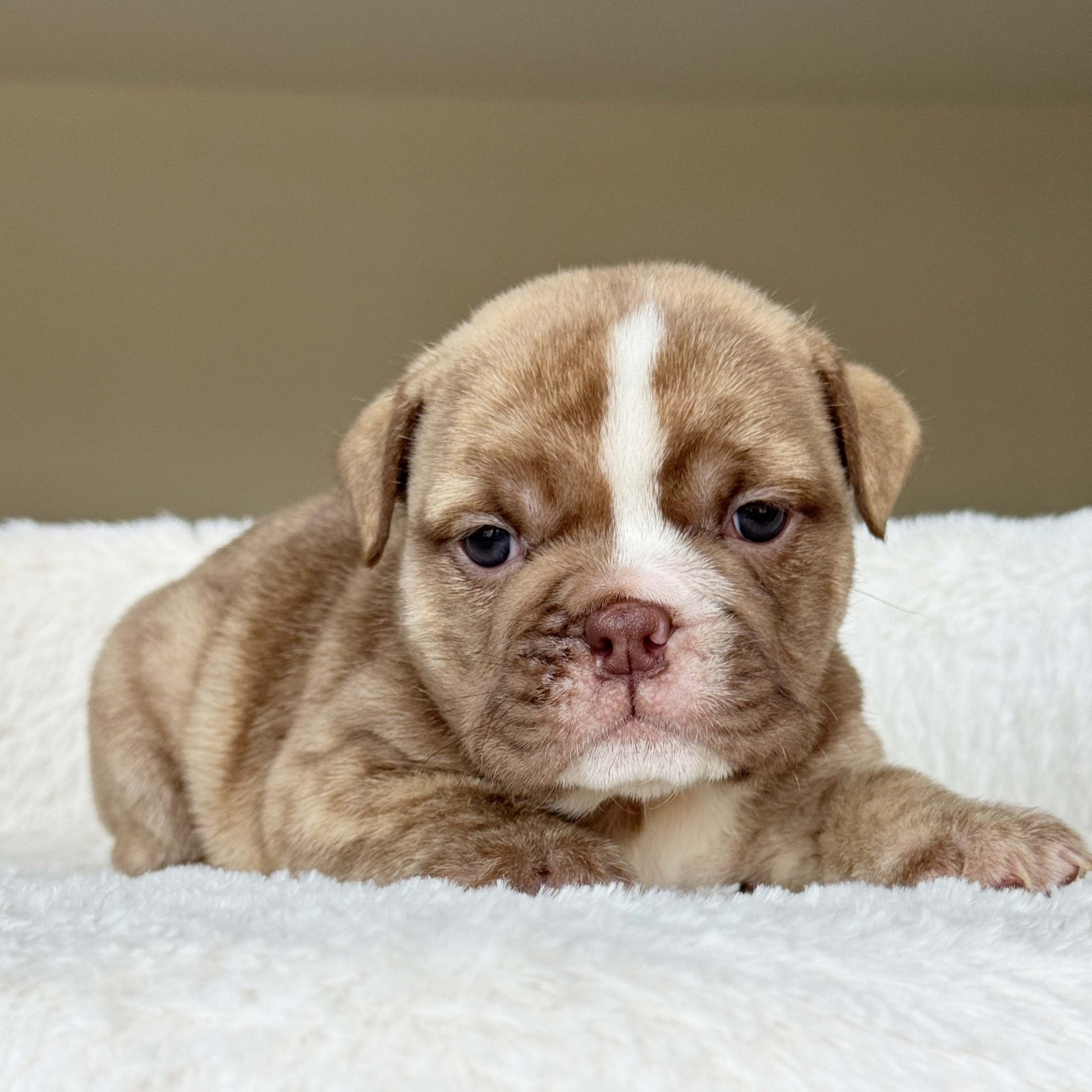 HAZEL (Girl) - WB English Bulldogs