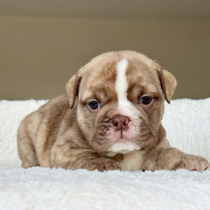 HAZEL (Girl) - WB English Bulldogs