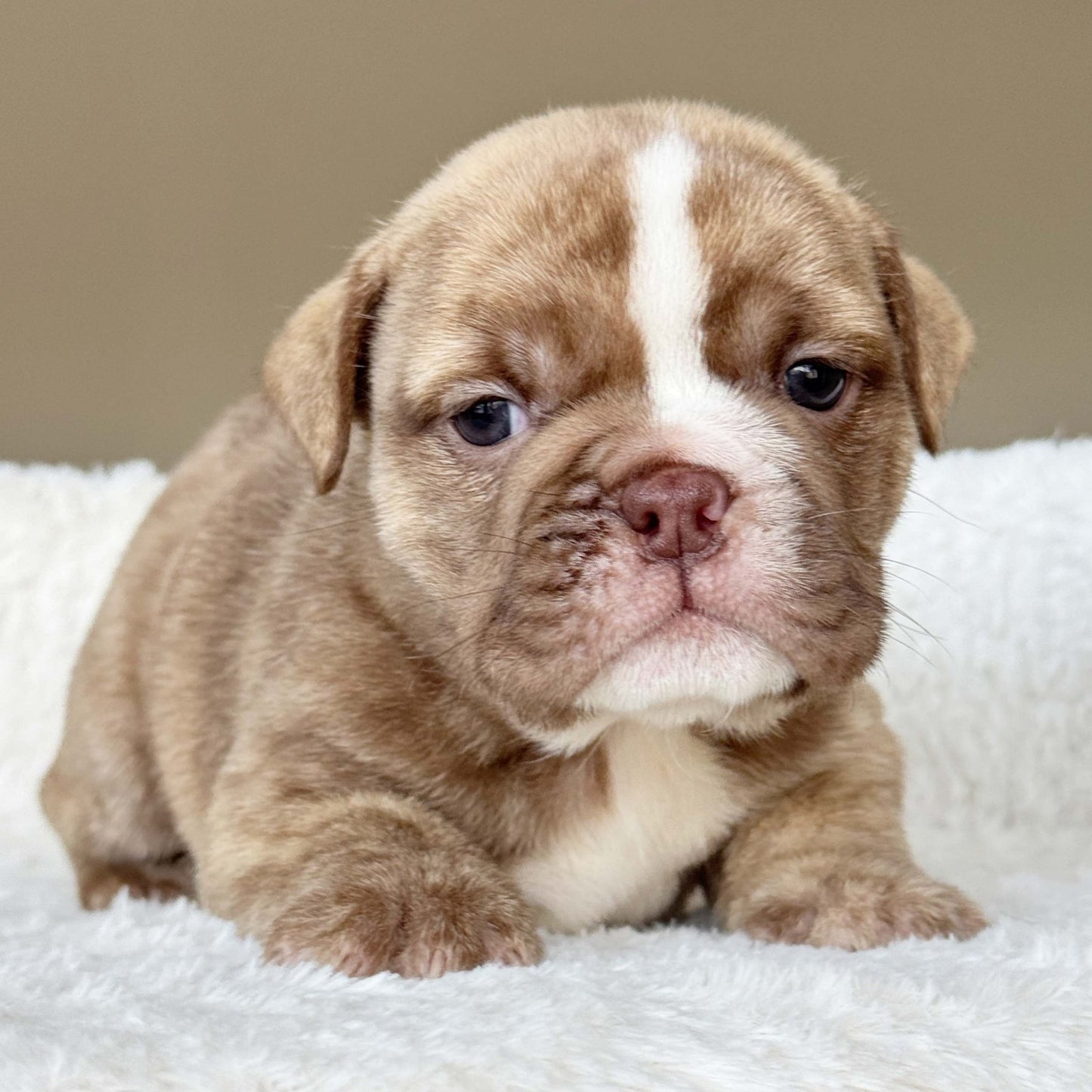 HAZEL (Girl) - WB English Bulldogs