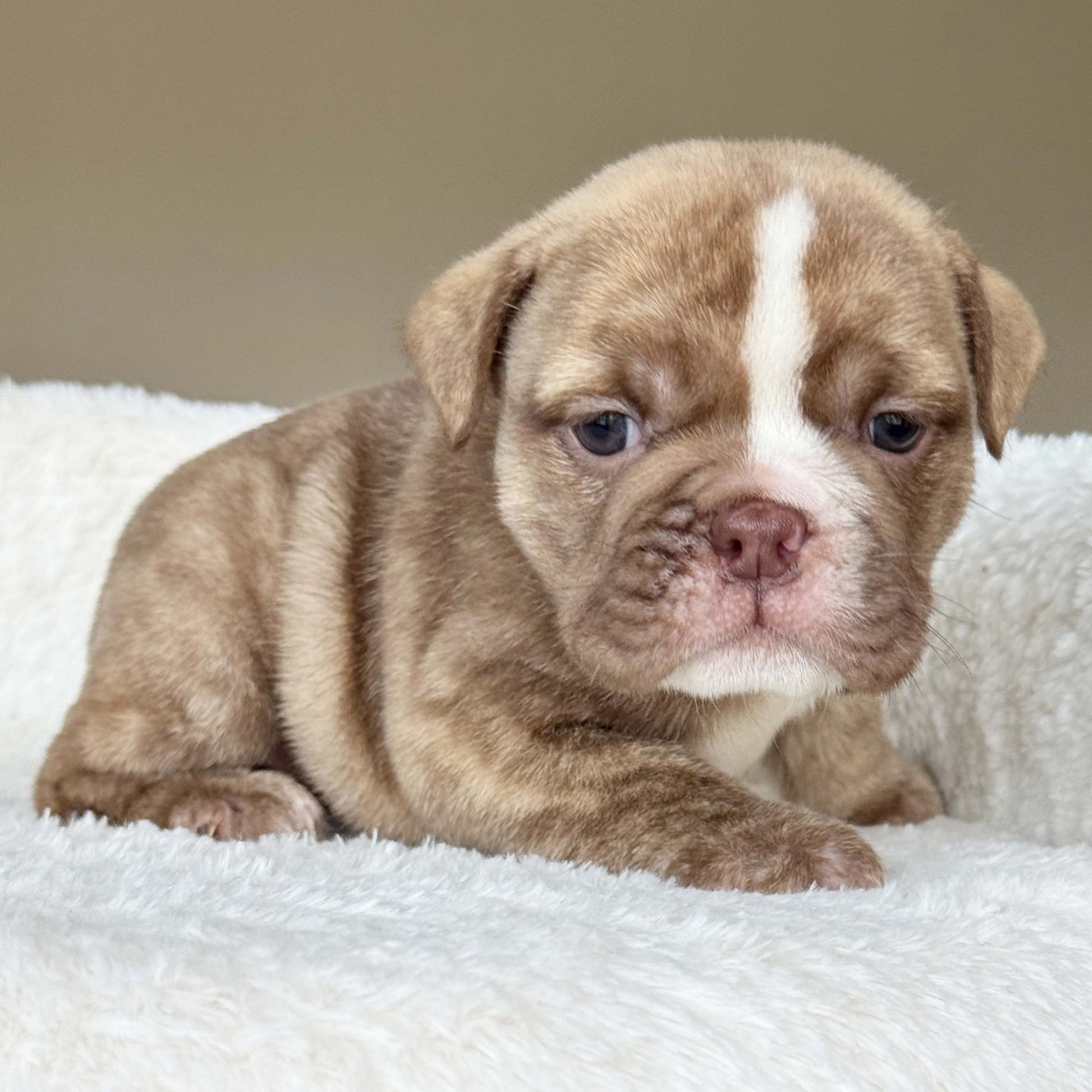 HAZEL (Girl) - WB English Bulldogs