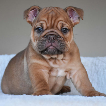 HAZEL (Girl) - WB English Bulldogs