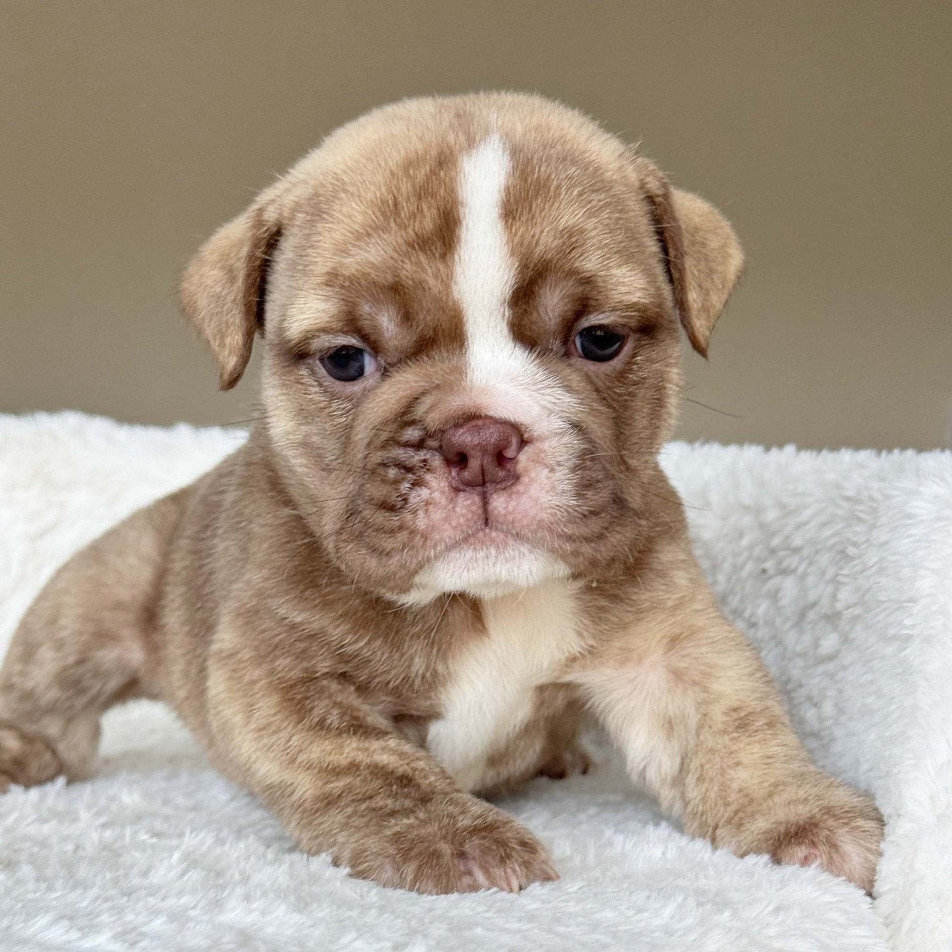 HAZEL (Girl) - WB English Bulldogs