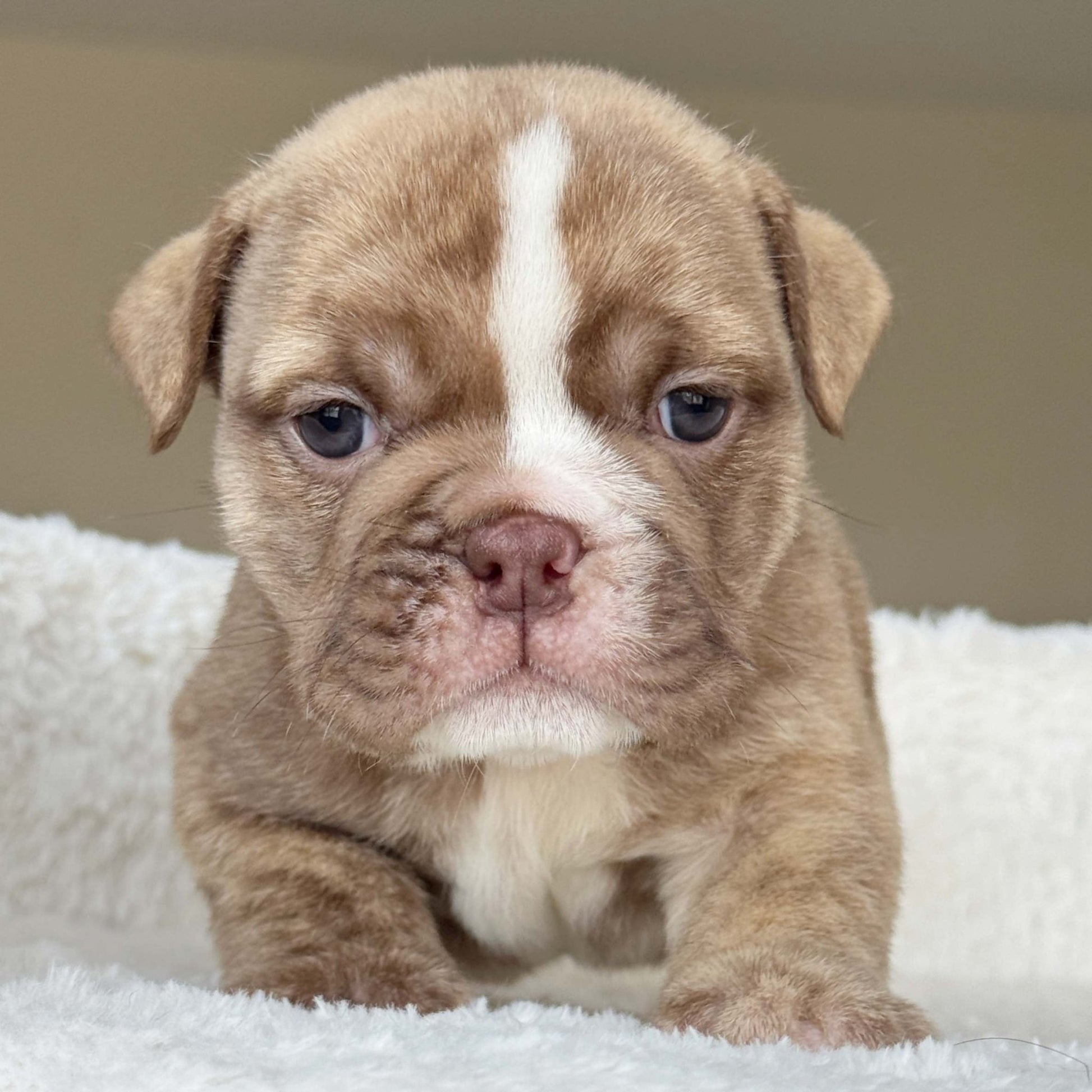 HAZEL (Girl) - WB English Bulldogs
