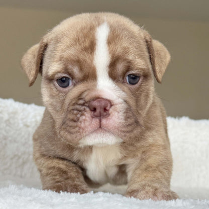 HAZEL (Girl) - WB English Bulldogs