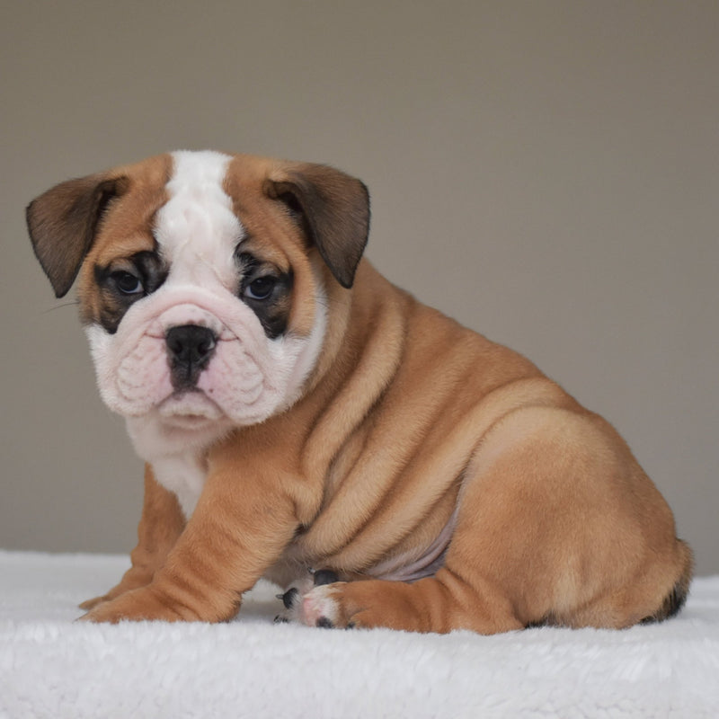 💎 HENRY - $3000 - WB English Bulldogs