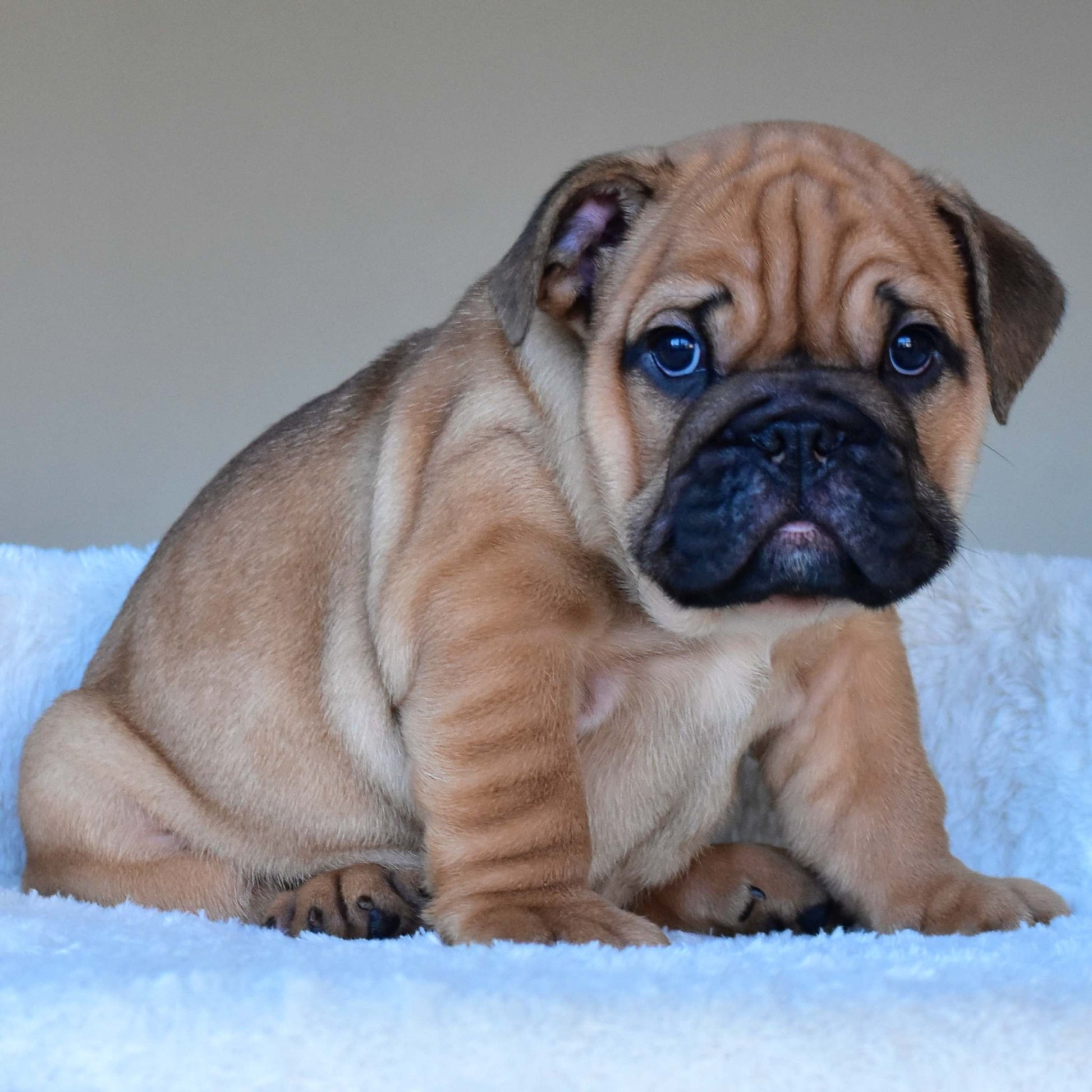 HENRY (Boy) - WB English Bulldogs