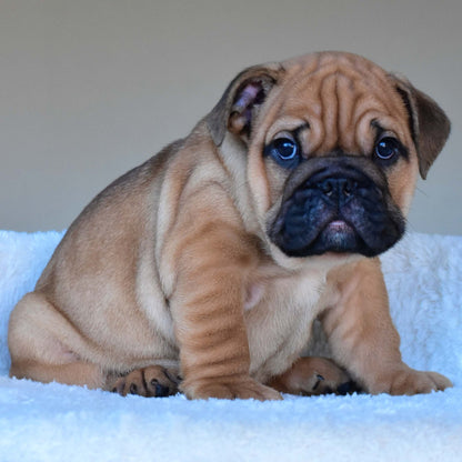 HENRY (Boy) - WB English Bulldogs