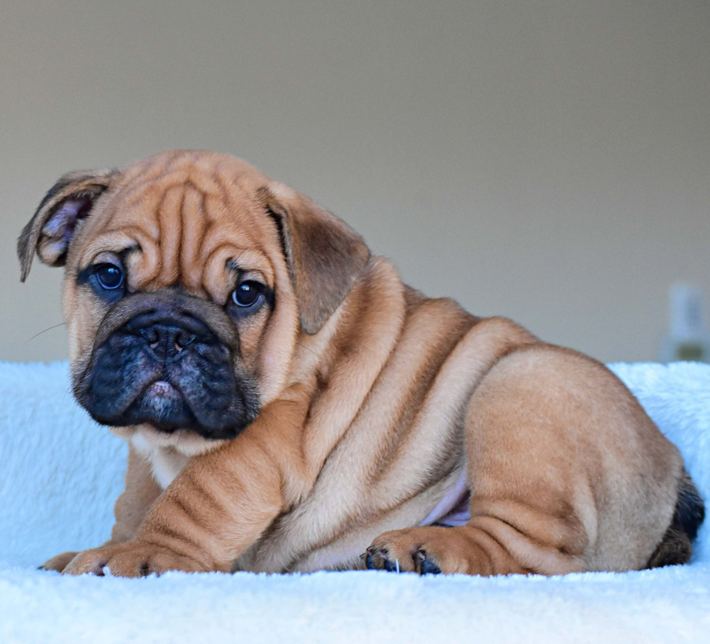 HENRY (Boy) - WB English Bulldogs
