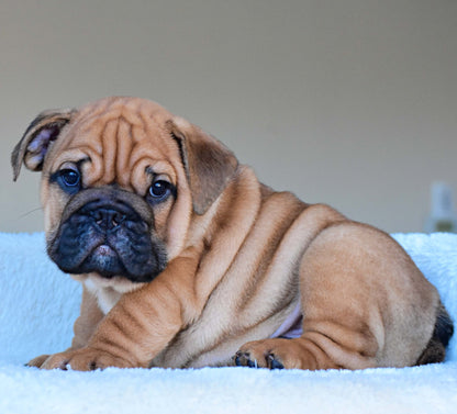 HENRY (Boy) - WB English Bulldogs