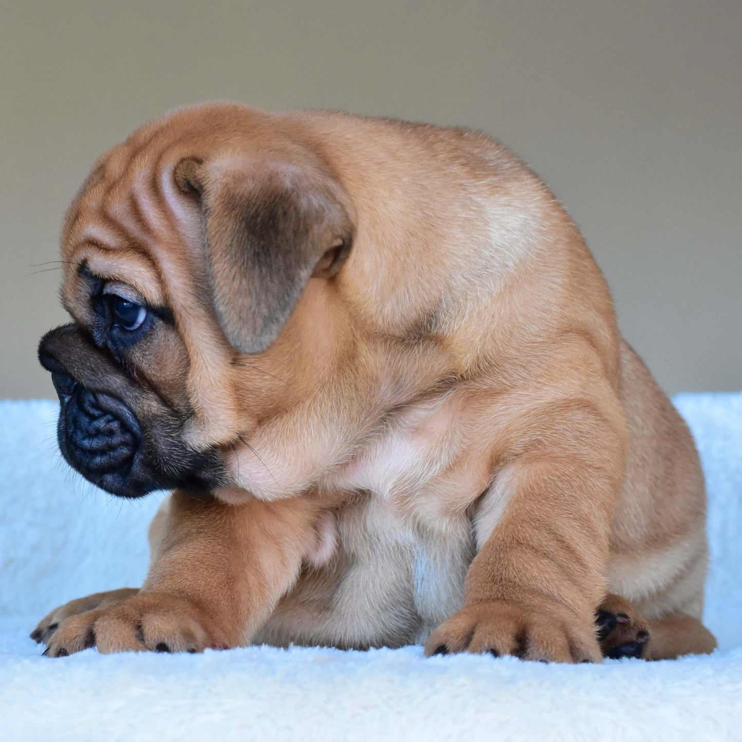 HENRY (Boy) - WB English Bulldogs