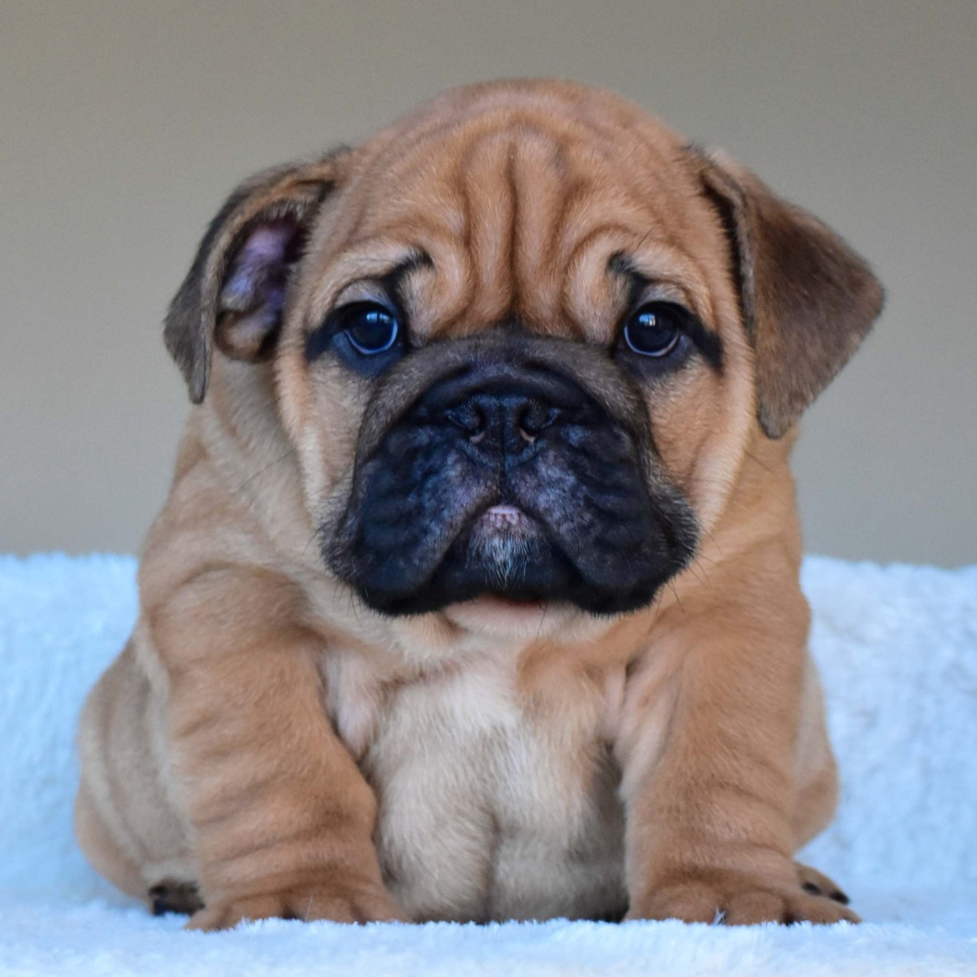 HENRY (Boy) - WB English Bulldogs