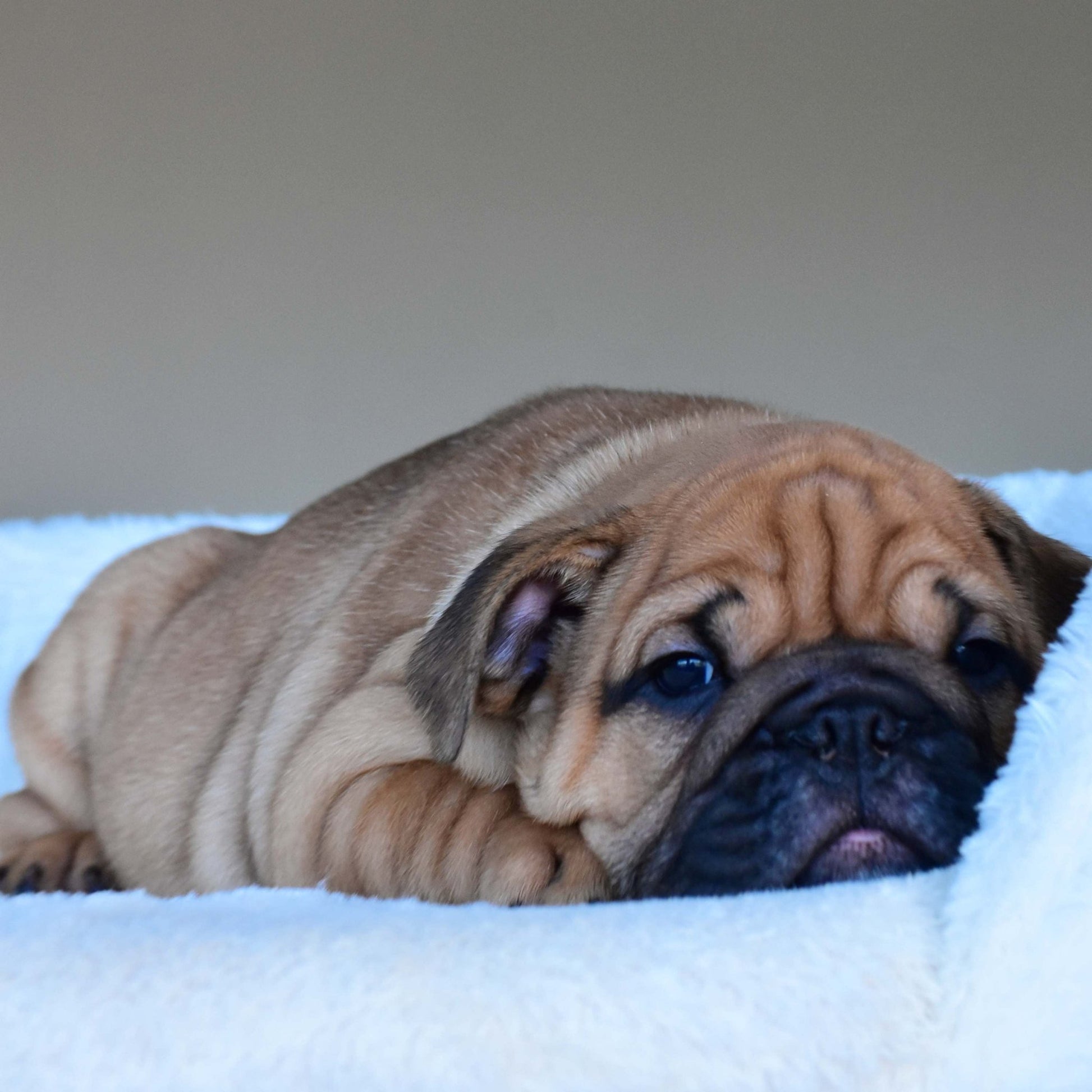 HENRY (Boy) - WB English Bulldogs