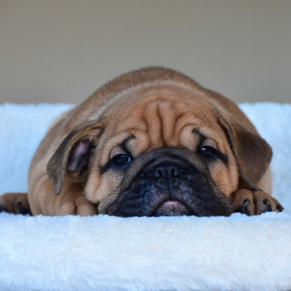 HENRY (Boy) - WB English Bulldogs