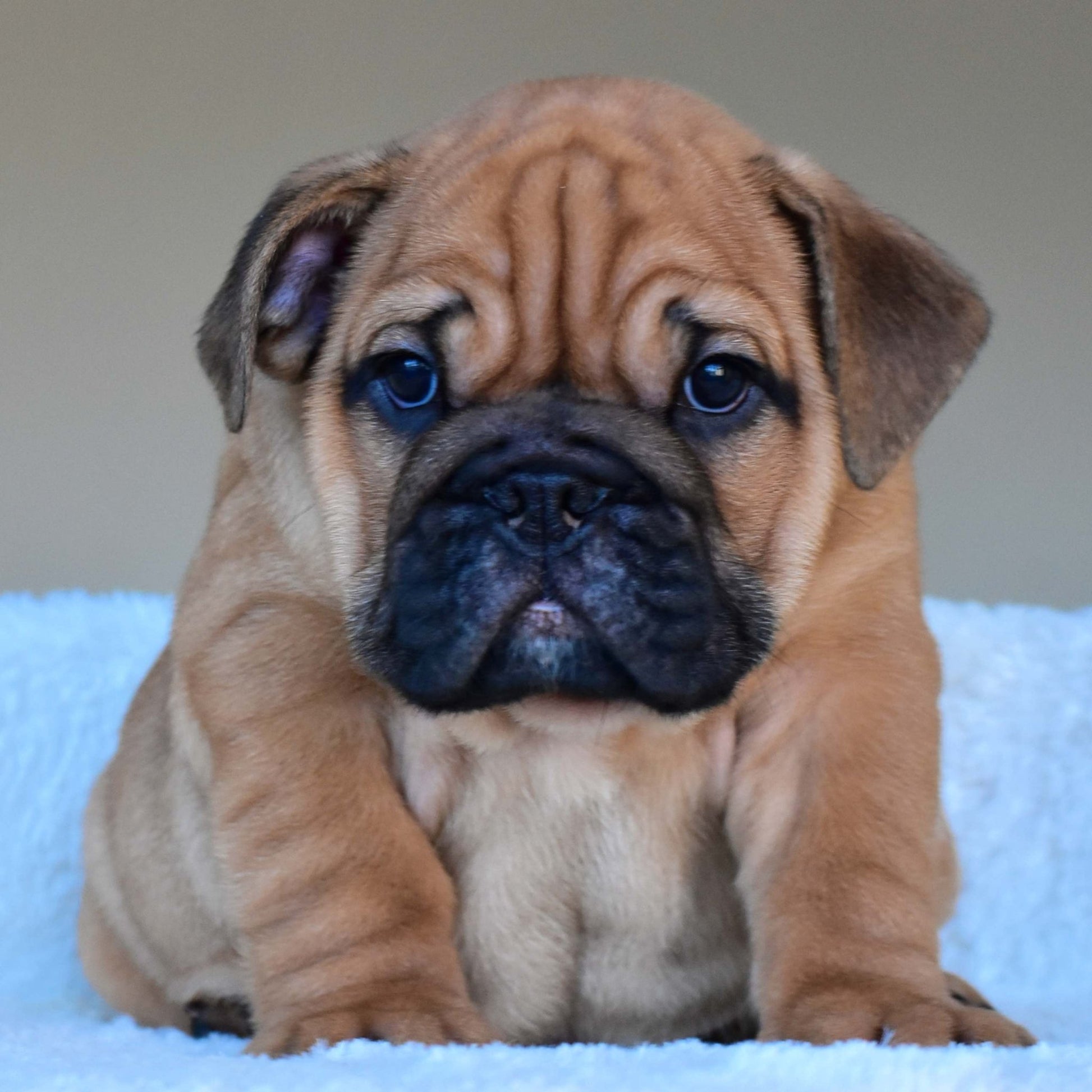 HENRY (Boy) - WB English Bulldogs