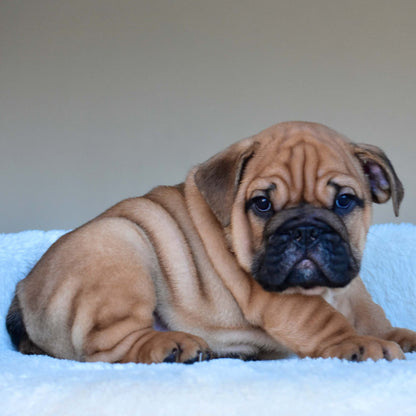 HENRY (Boy) - WB English Bulldogs