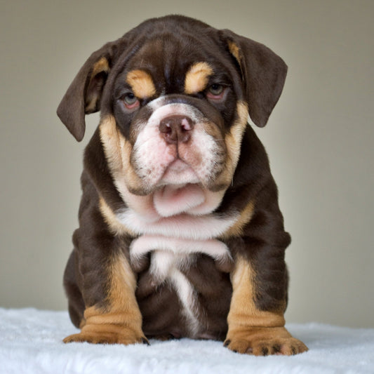 HENRY (Boy) - WB English Bulldogs