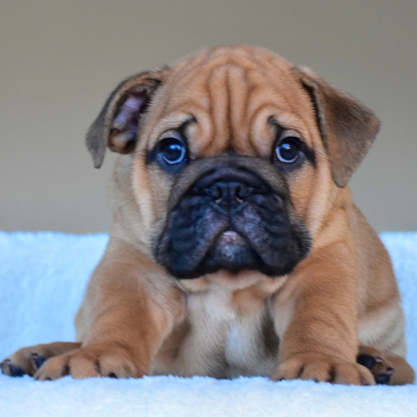 HENRY (Boy) - WB English Bulldogs