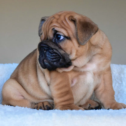 HENRY (Boy) - WB English Bulldogs