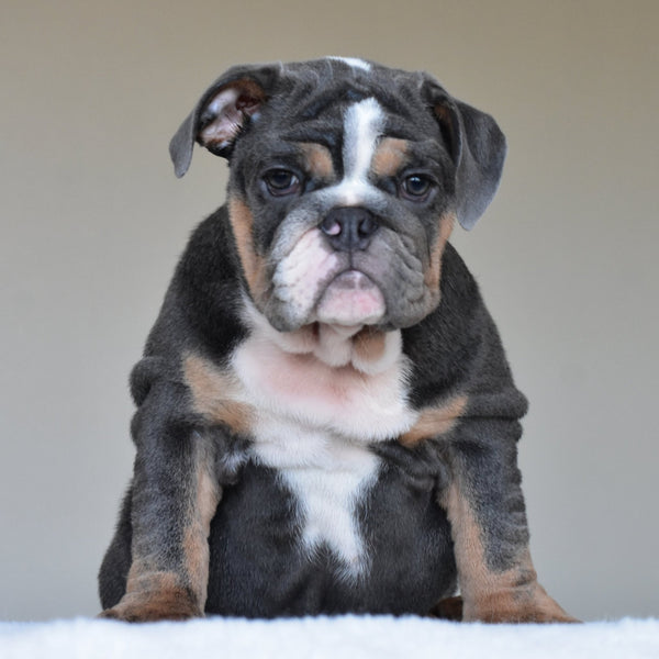 HUGO (BOY) - WB English Bulldogs