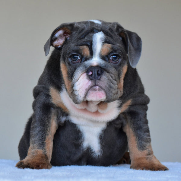 HUGO (BOY) - WB English Bulldogs