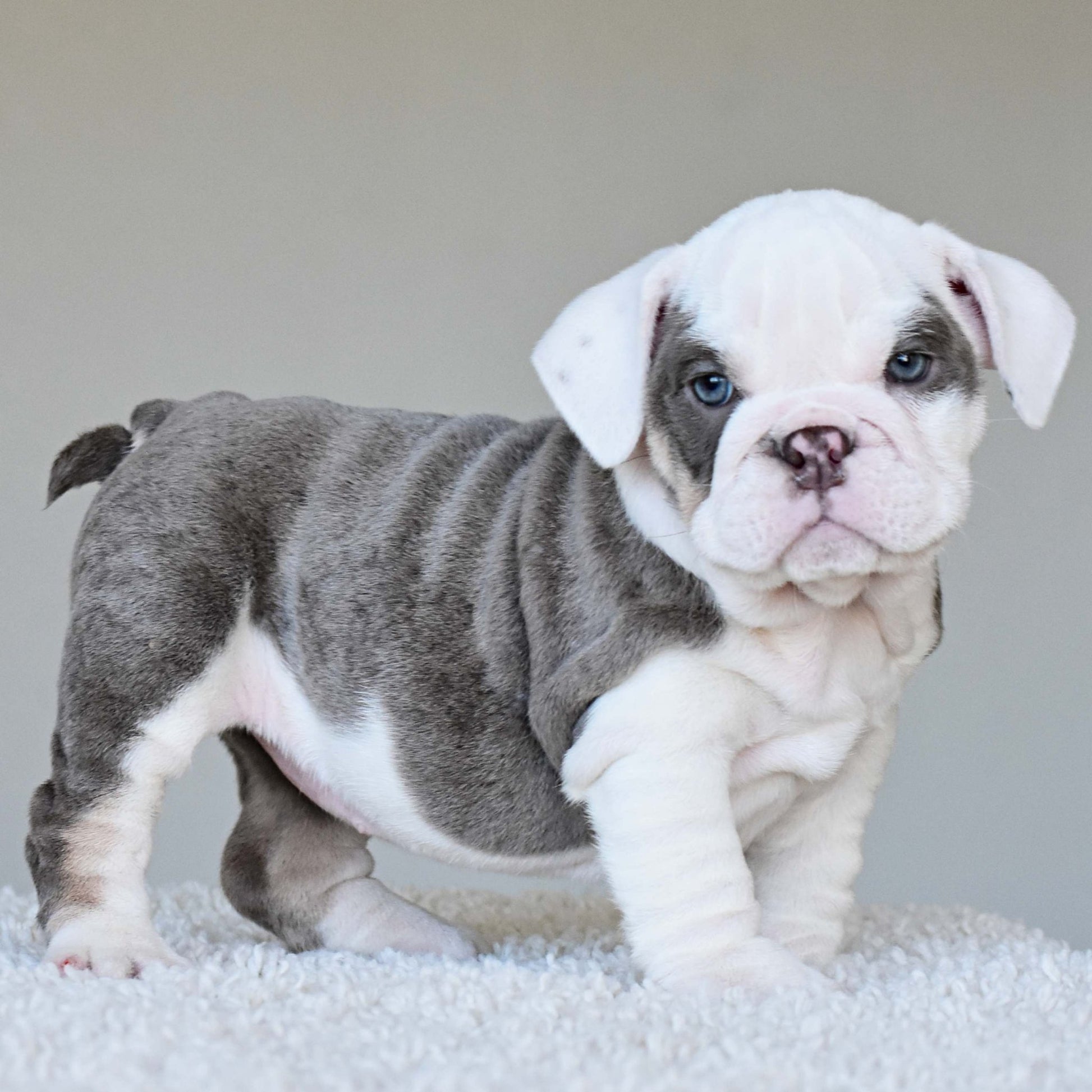 ISLA (Girl) - WB English Bulldogs