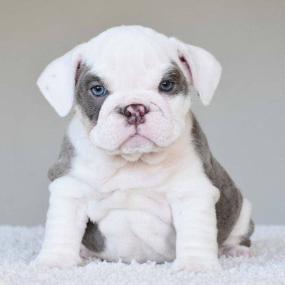 ISLA (Girl) - WB English Bulldogs