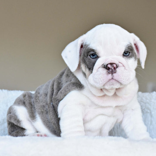ISLA (Girl) - WB English Bulldogs