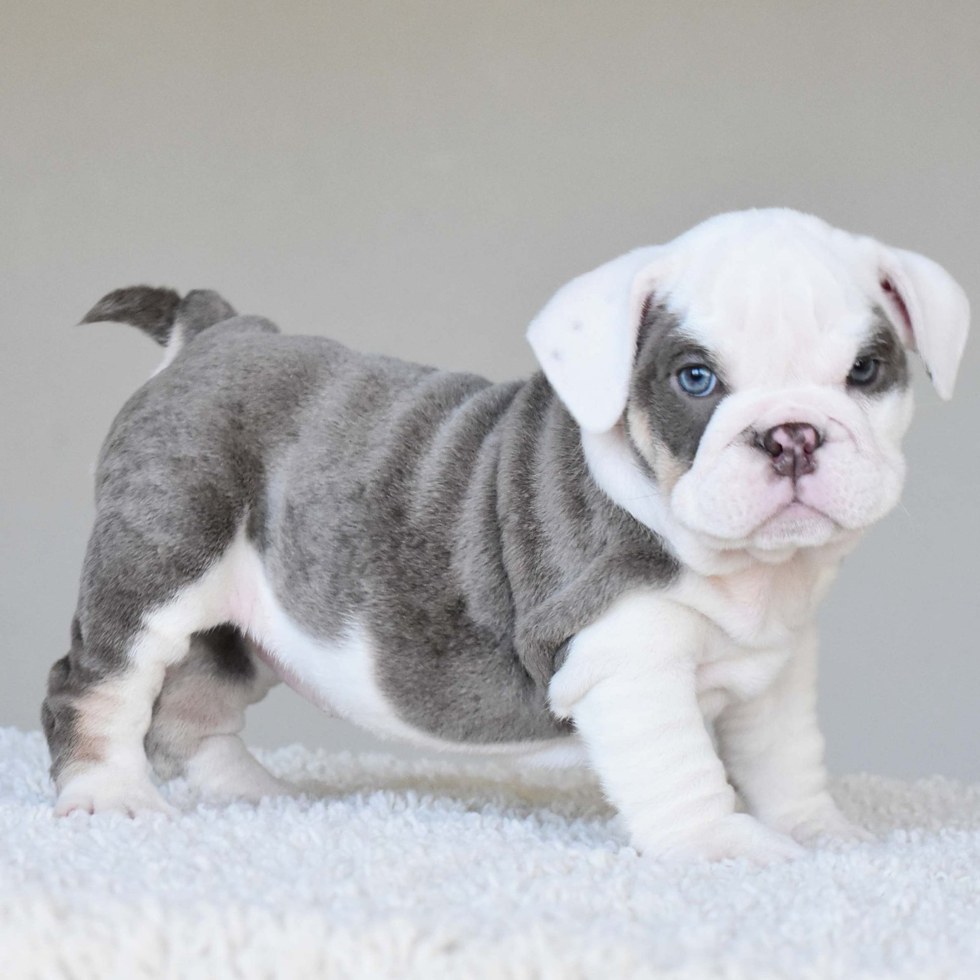 ISLA (Girl) - WB English Bulldogs