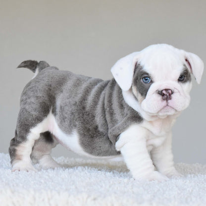 ISLA (Girl) - WB English Bulldogs