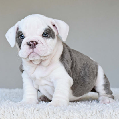 ISLA (Girl) - WB English Bulldogs
