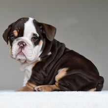 JACE - $3200 - WB English Bulldogs