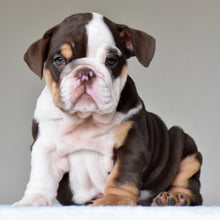 JACE - $3200 - WB English Bulldogs