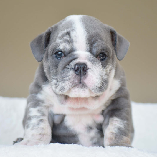 JASPER (Boy) - WB English Bulldogs