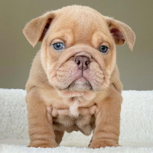 JETT (Boy) - WB English Bulldogs