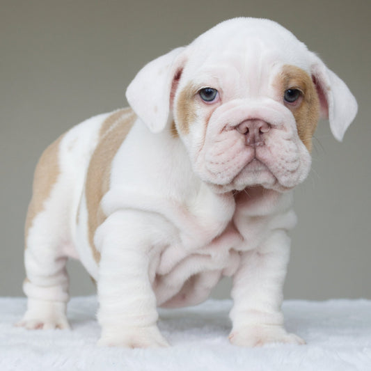 KAI (Boy) - WB English Bulldogs