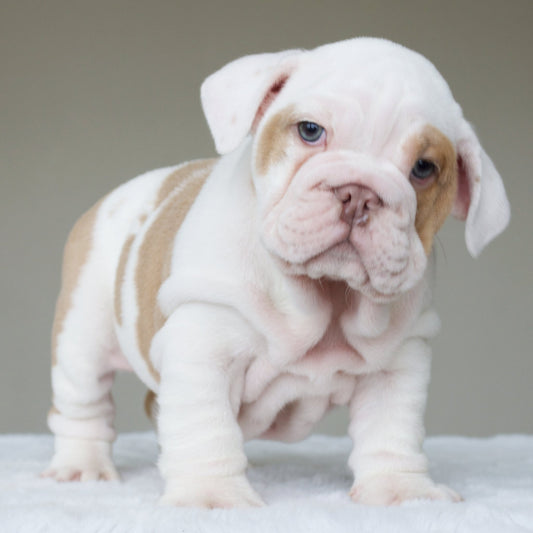 KAI (Boy) - WB English Bulldogs