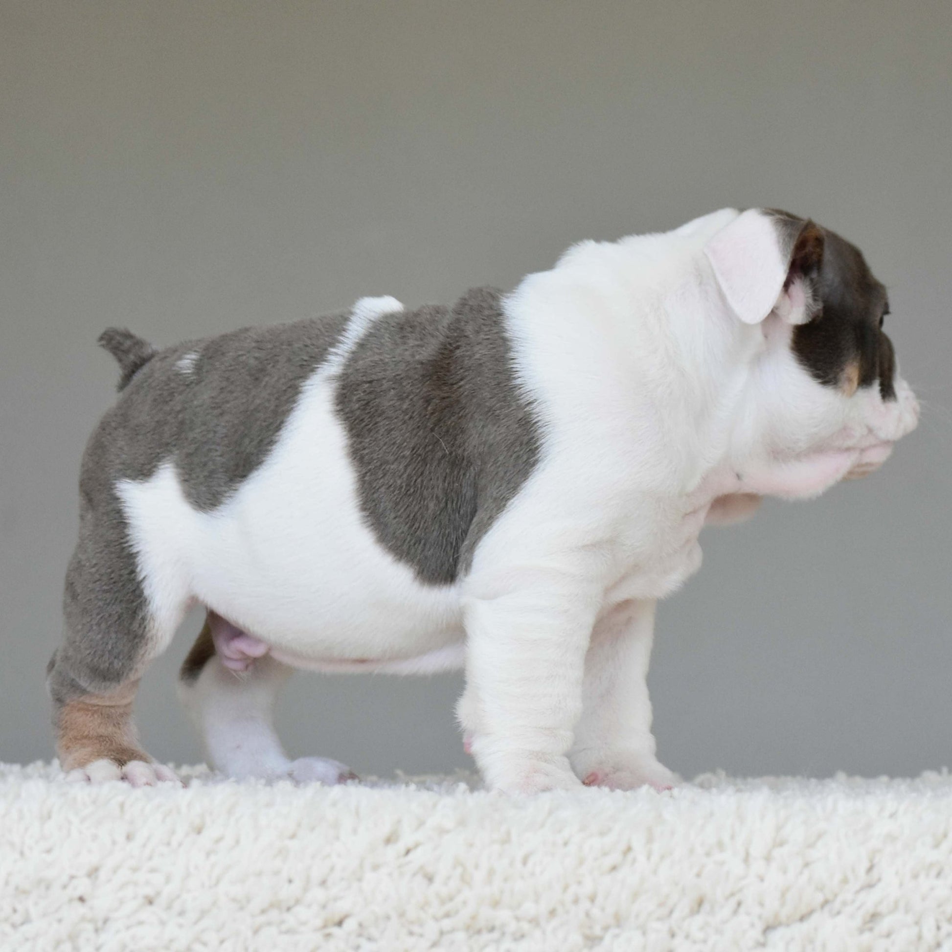 KASH (Boy) - WB English Bulldogs